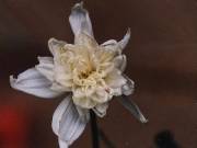 Dahlia imperialis Double White